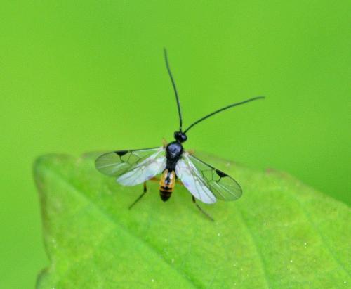 Réf. 357 225 : Microgastrinae inconnu